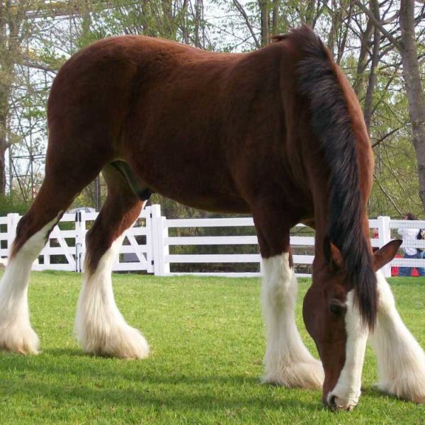 Stable & Yard In Paddock