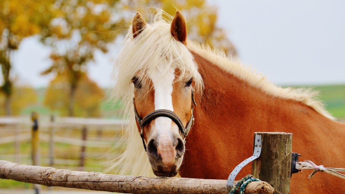 Stable Complex 2 – Shared Care