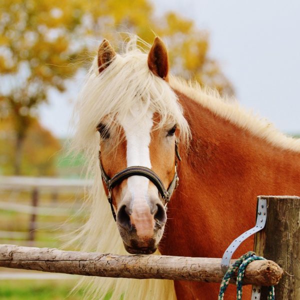 Stable Complex 2 – Shared Care